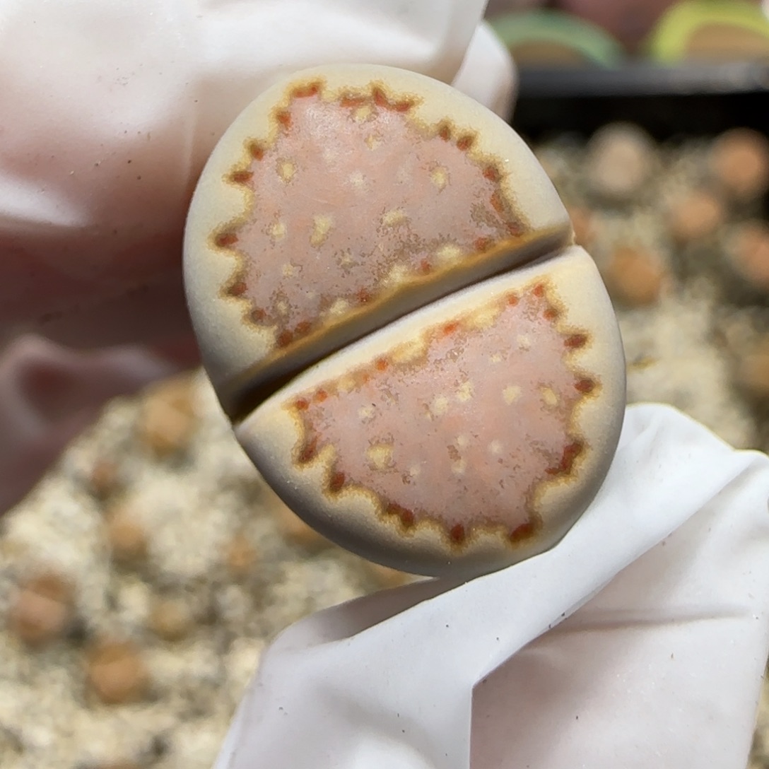 12.8.1621.013饼干.9036尺寸1.55cm