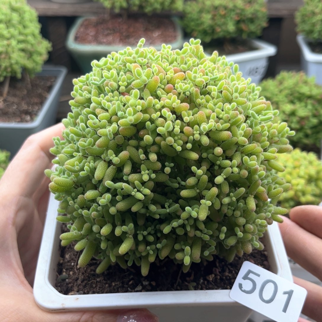 501蜜桔可爱多肉植物