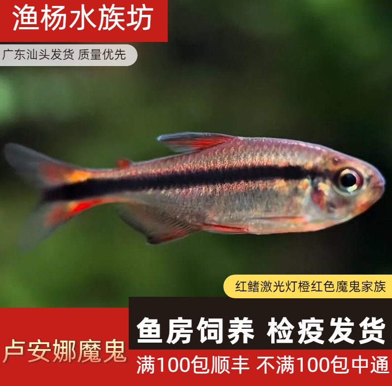 【渔扬水族】卢安娜魔鬼灯中大尺寸魔鬼灯鱼