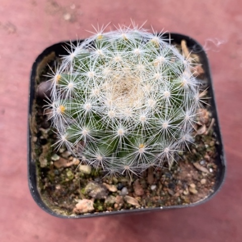 满月单头3仙人球