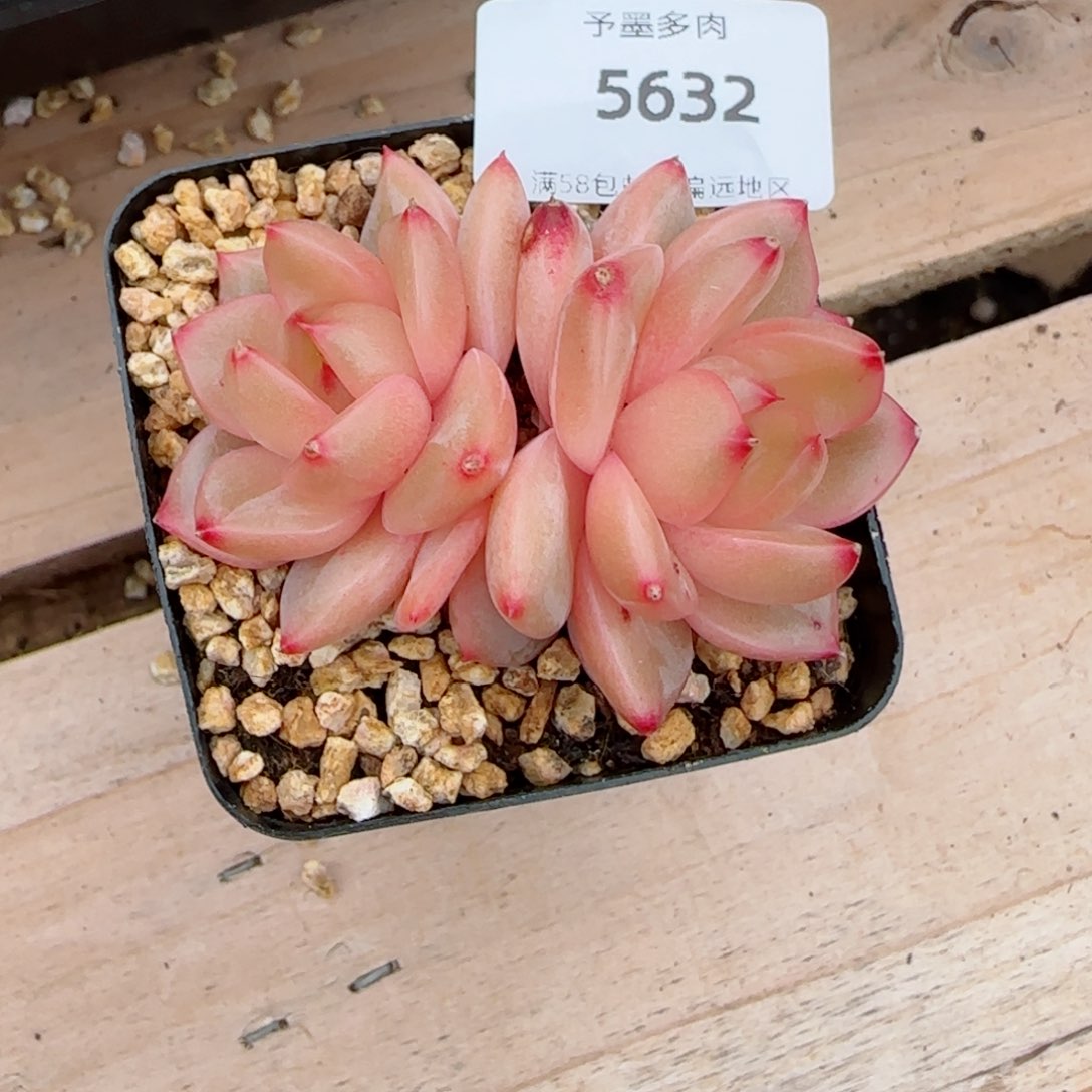 孤品珍妮，5632多肉