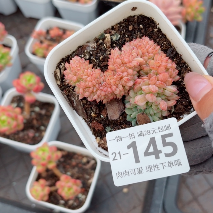 白胖子缀化无盆土发货多肉