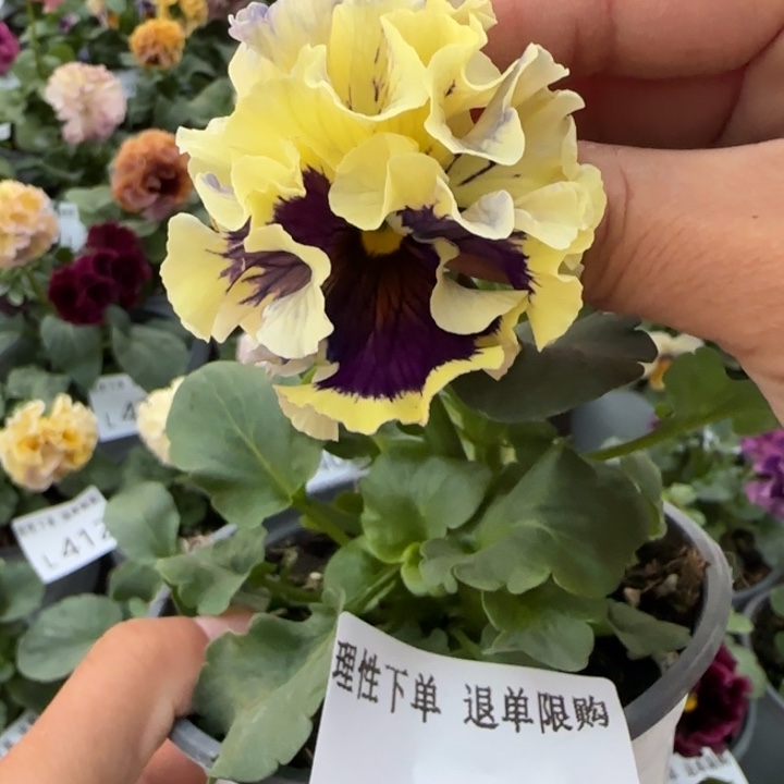 无花朵 L429小苗默认苗晃零下5勿拍