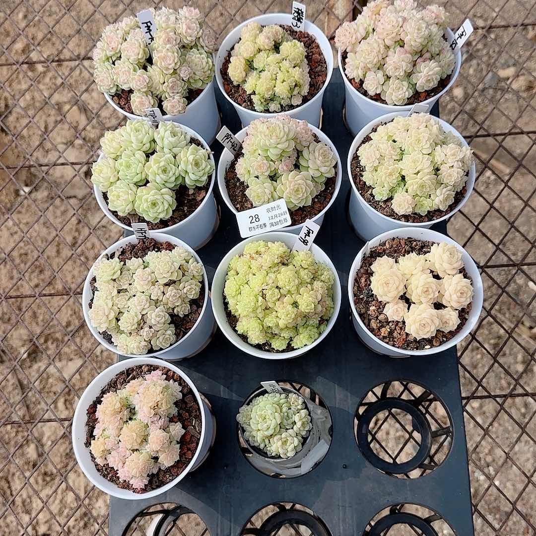 1226-28（打包11颗）枫姐专拍