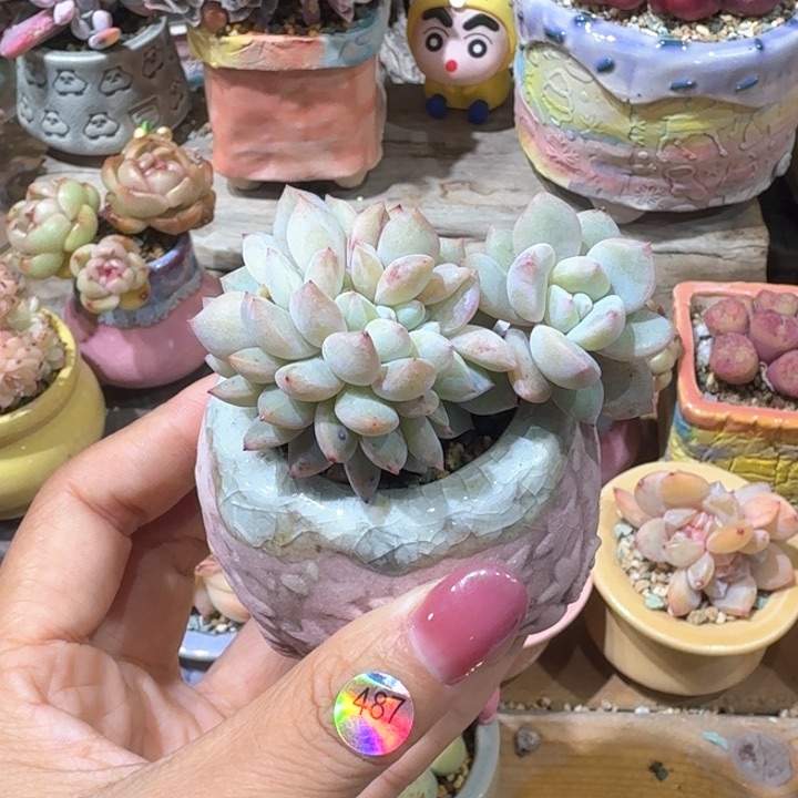 487 多肉含盆土 30元包邮 除偏远地区