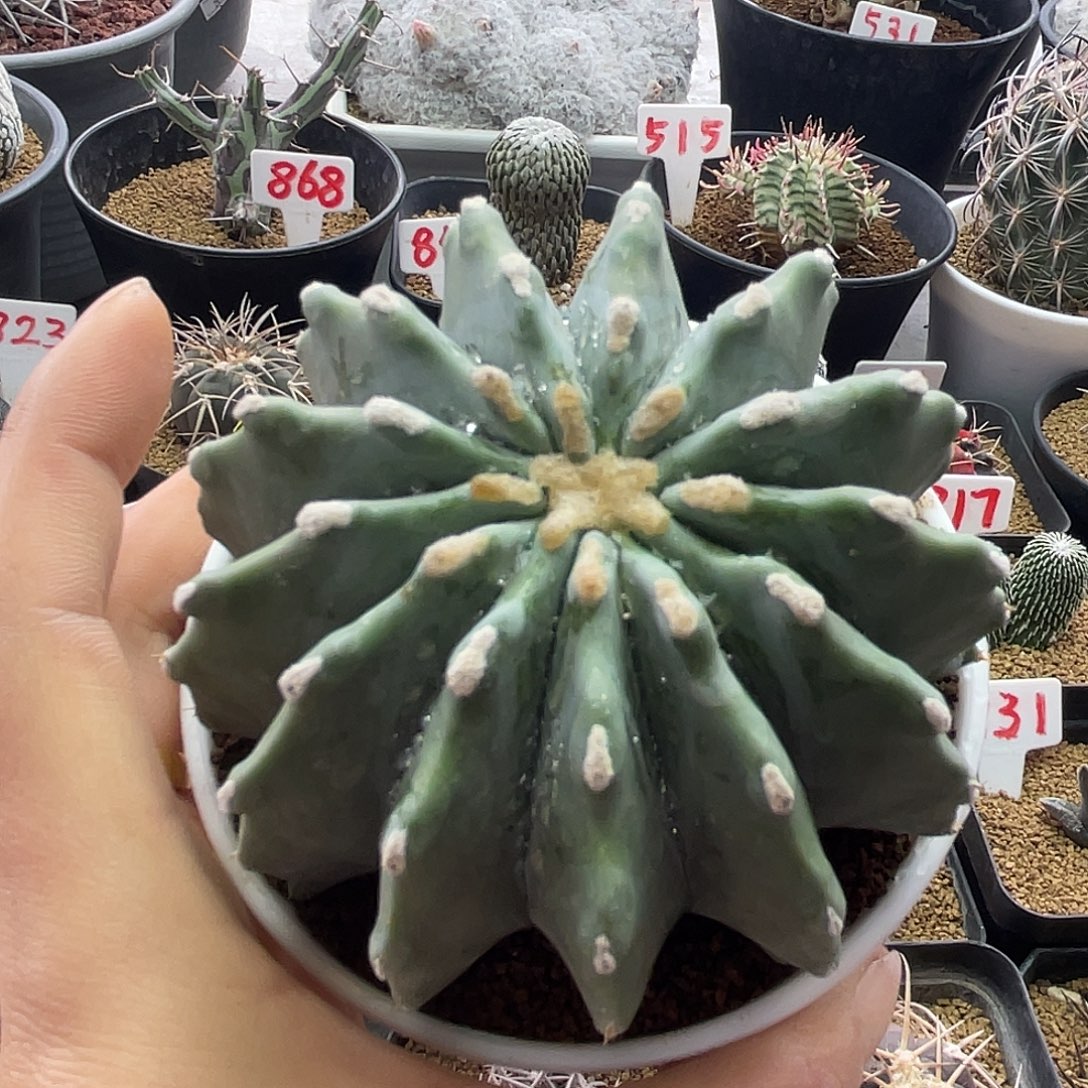 实生无刺王冠龙仙人球多肉