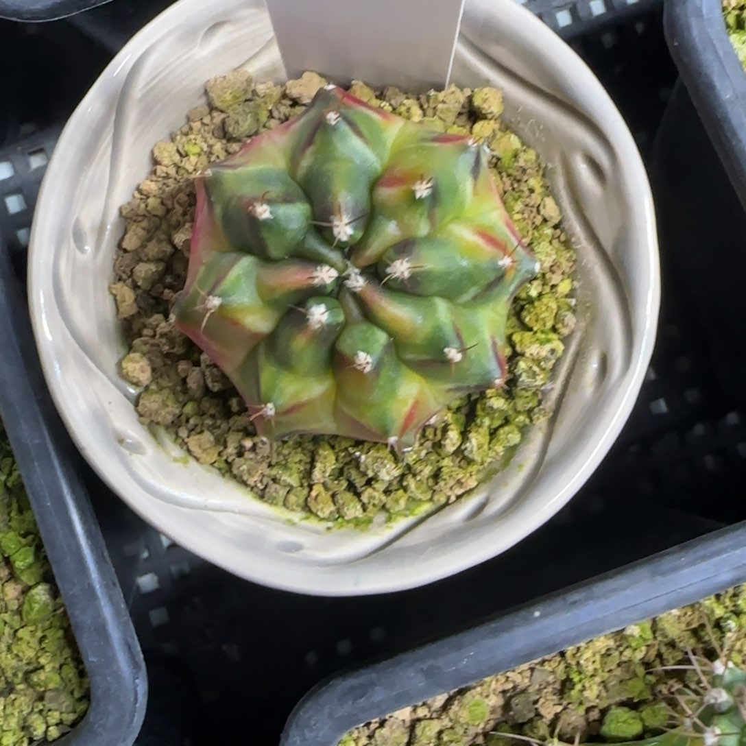 156-0214脱土发一加一多肉