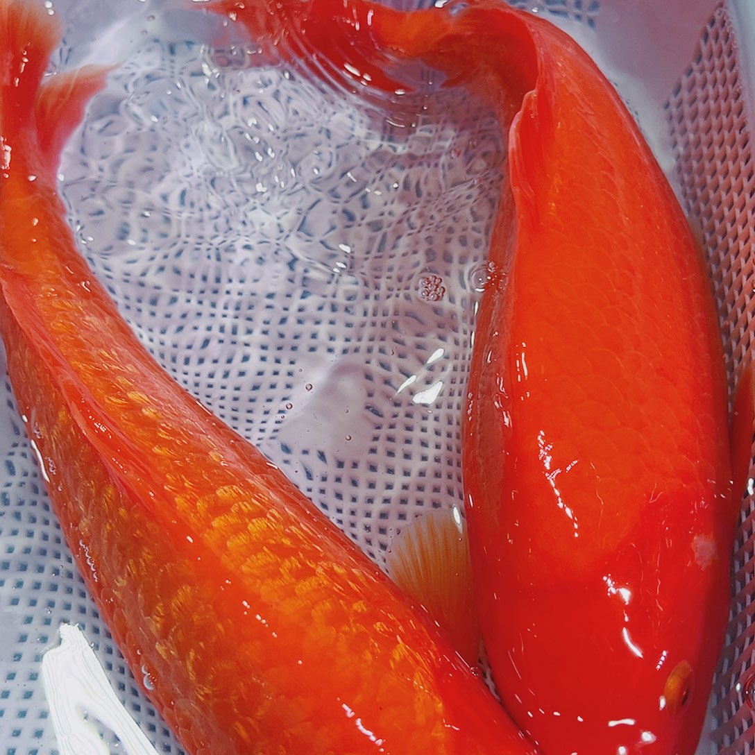 锦鲤锦鲤冷水鱼观赏