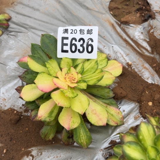 636知否法师不包断枝