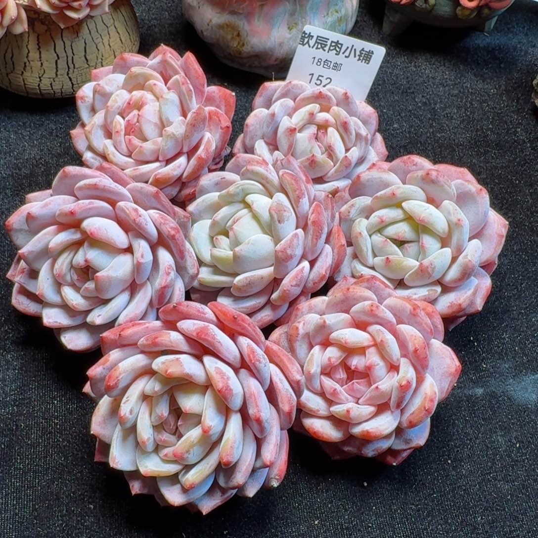 多肉植物  152  仙女橙