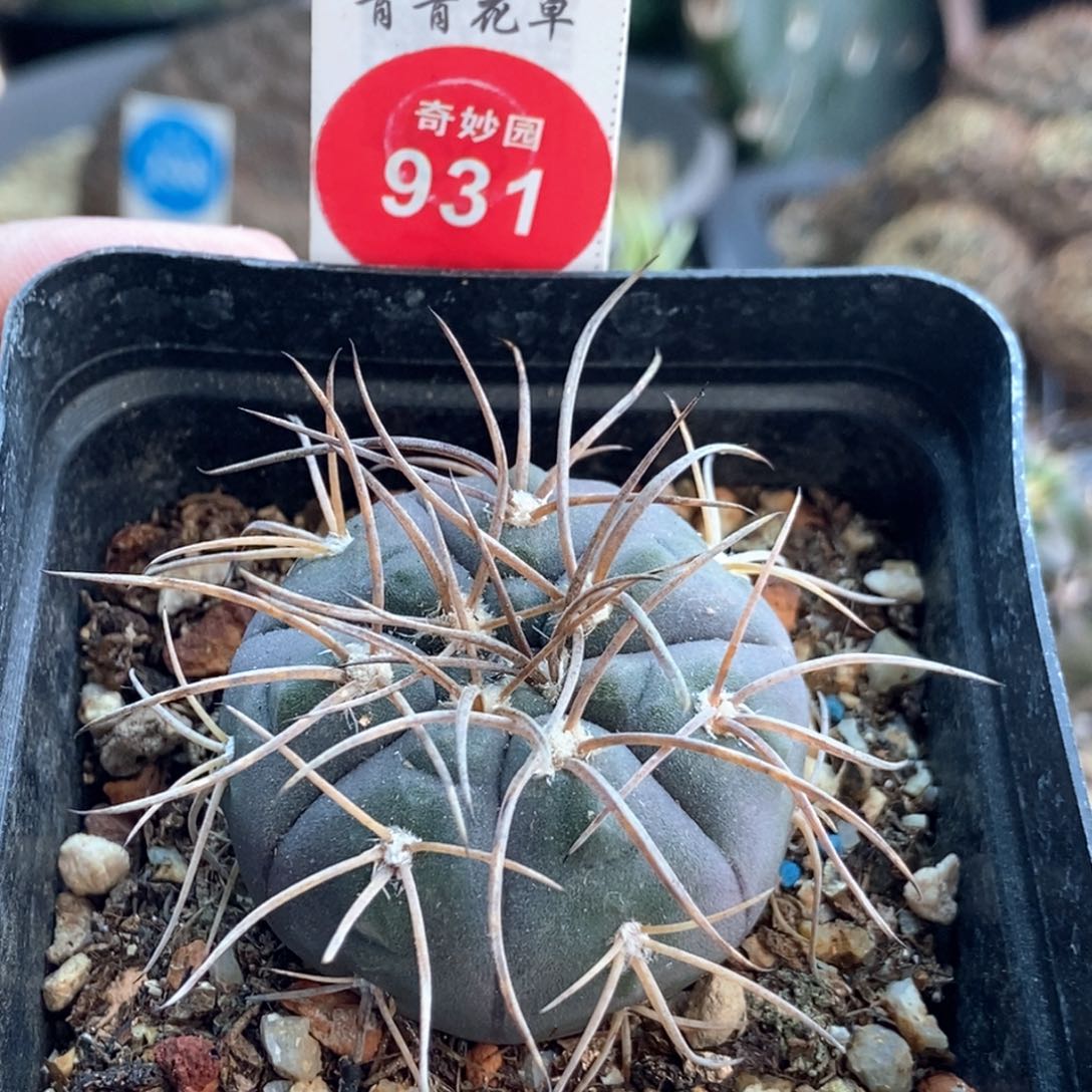 实生狂刺天平丸3.7cm