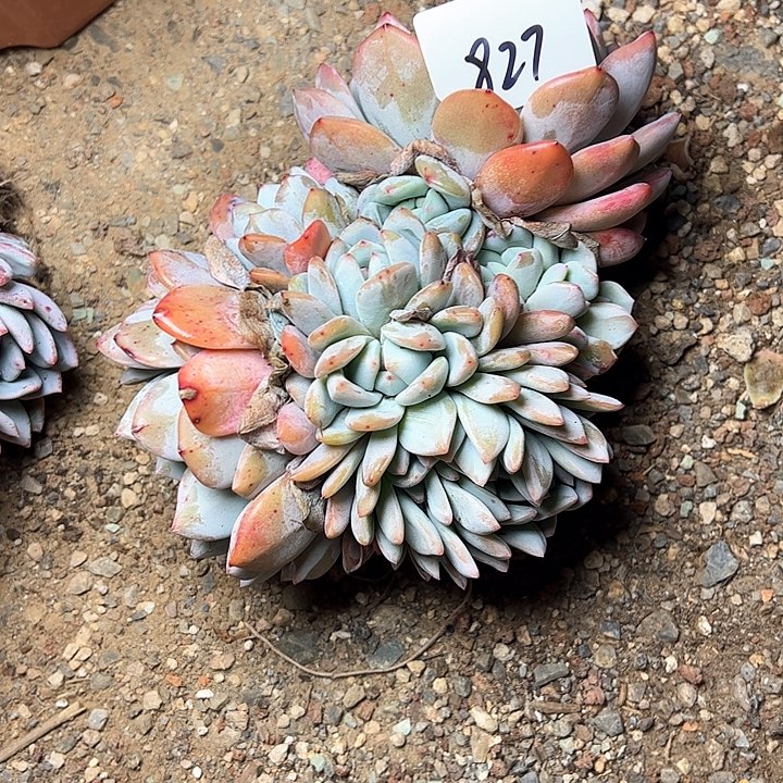 夏***合827//////////////////////