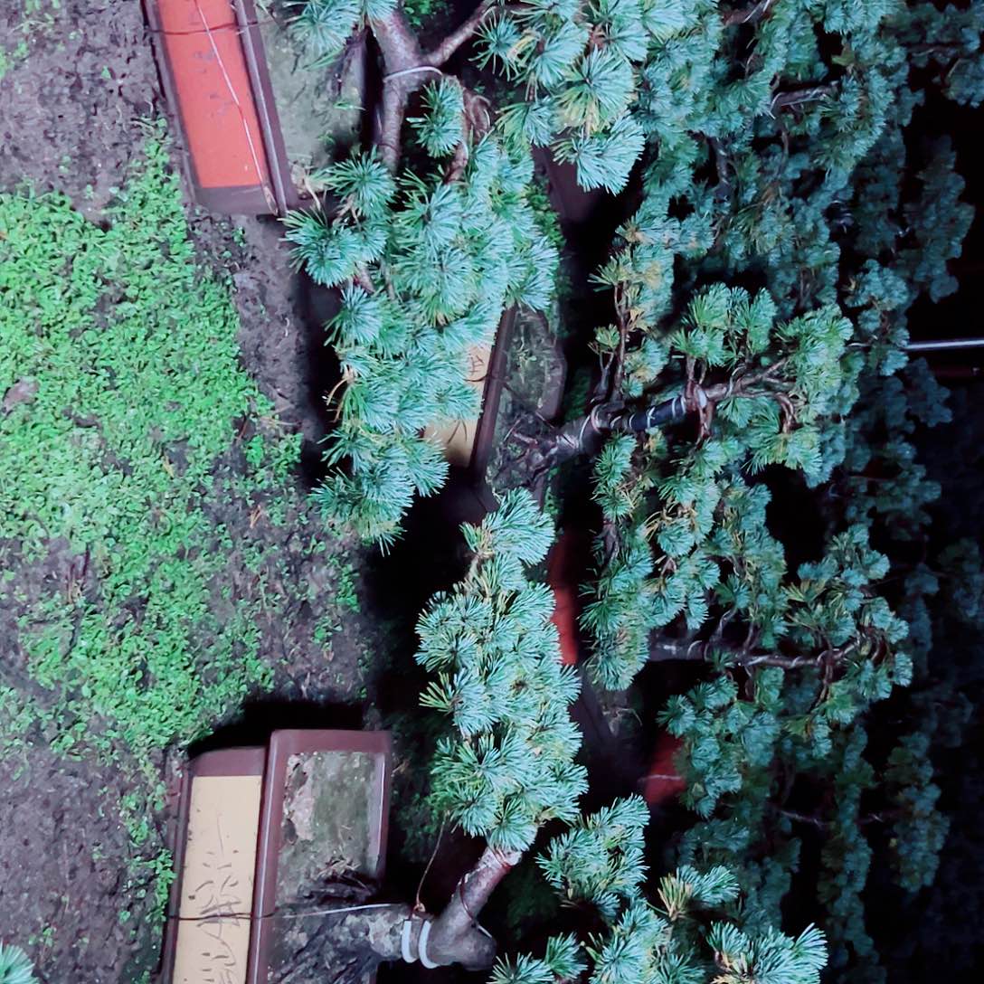 无花朵五针五针五针五针