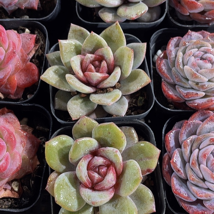 德国香槟带盆土发