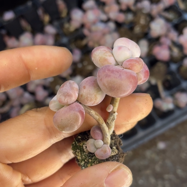 腰子蛋双头随机发满18包邮发3颗