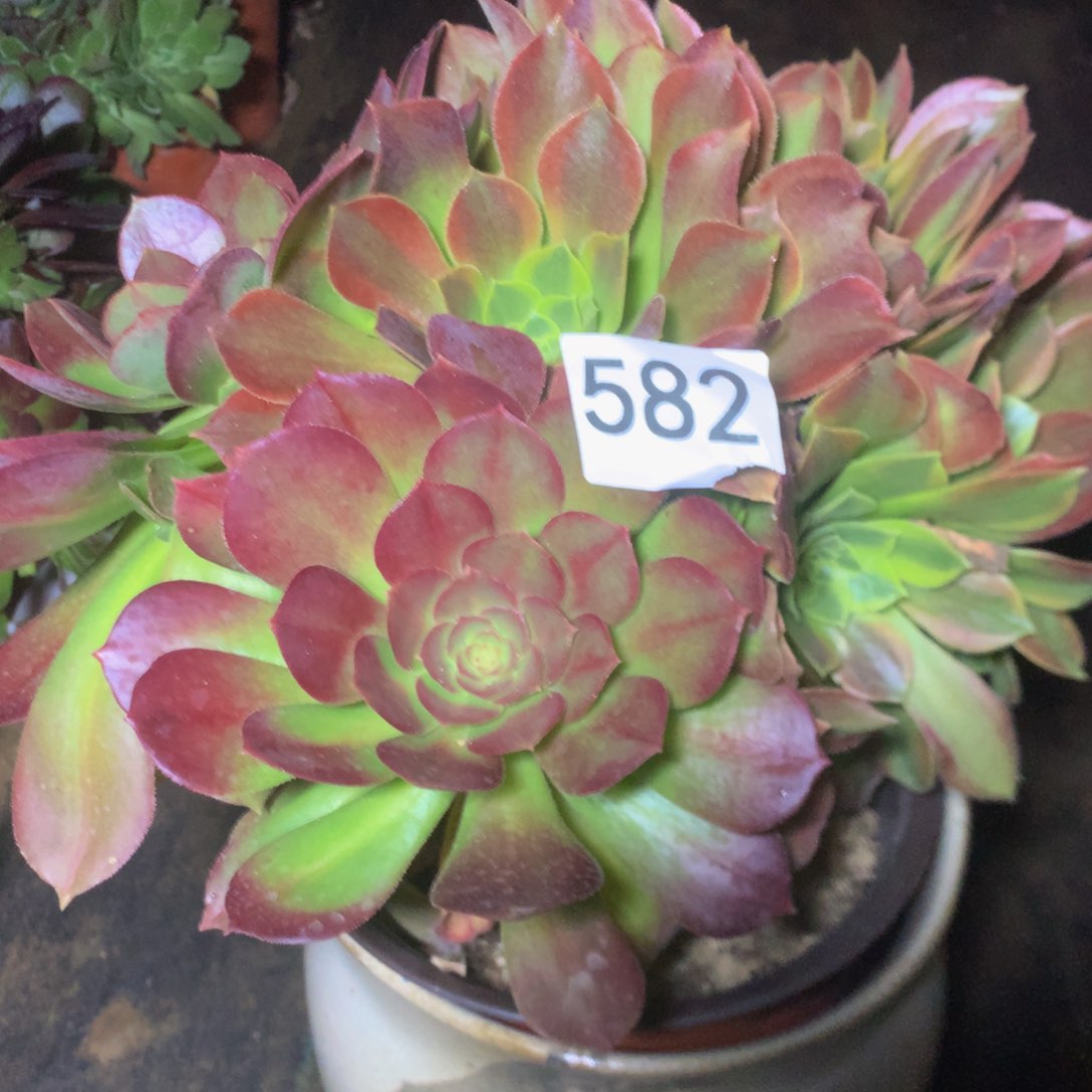 582青椽多肉植物