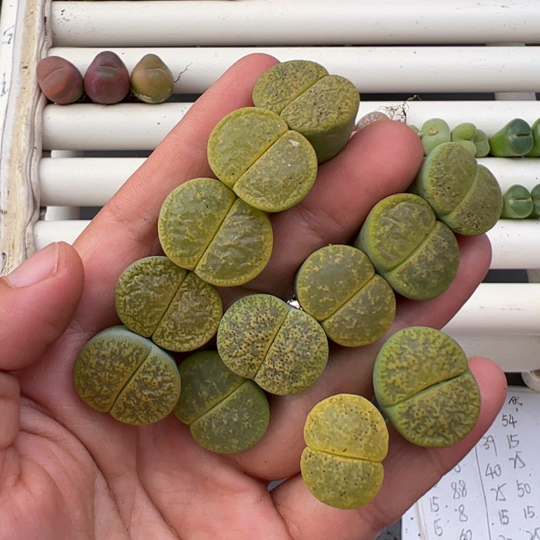 12.11好看的多肉脱土发货753