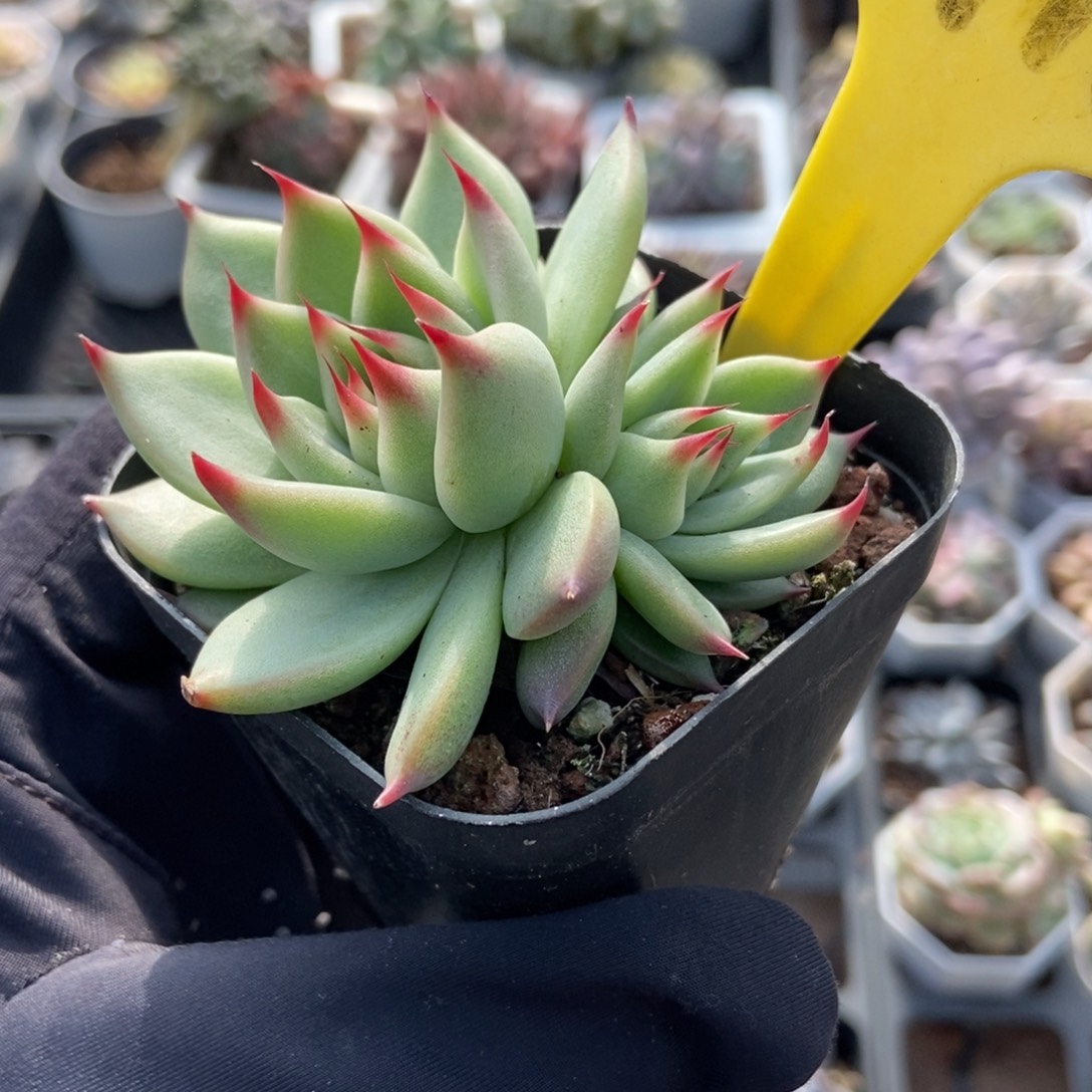 6116托斯卡内利多肉植物