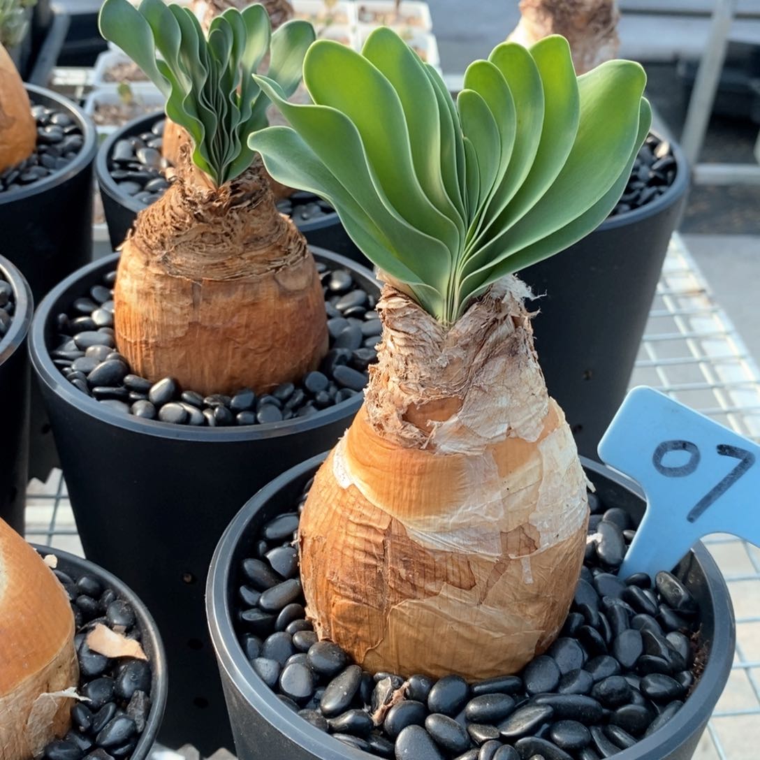 巨凤之卵多肉植物