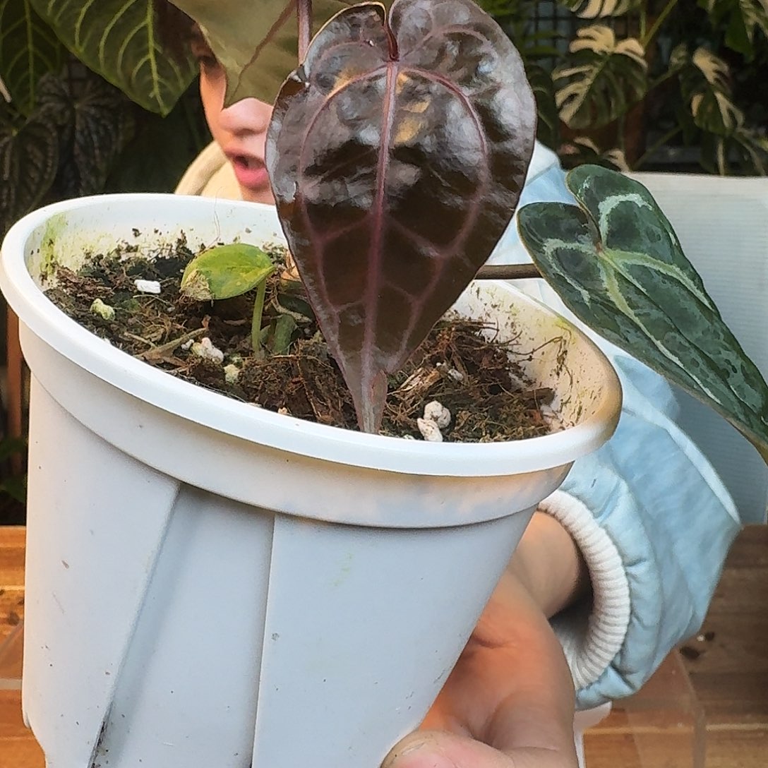 完全开放G160紫水晶杂米歇尔