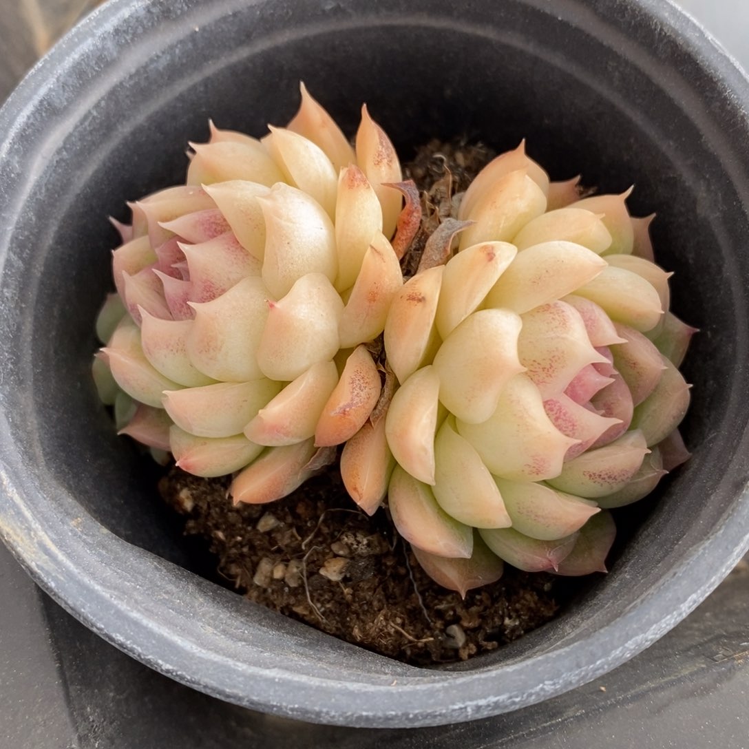 一物一拍多肉植物-晚霞