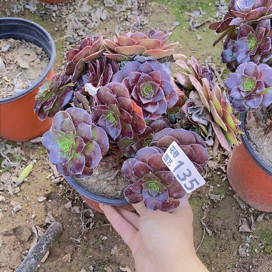 135 号一物一拍多肉植物