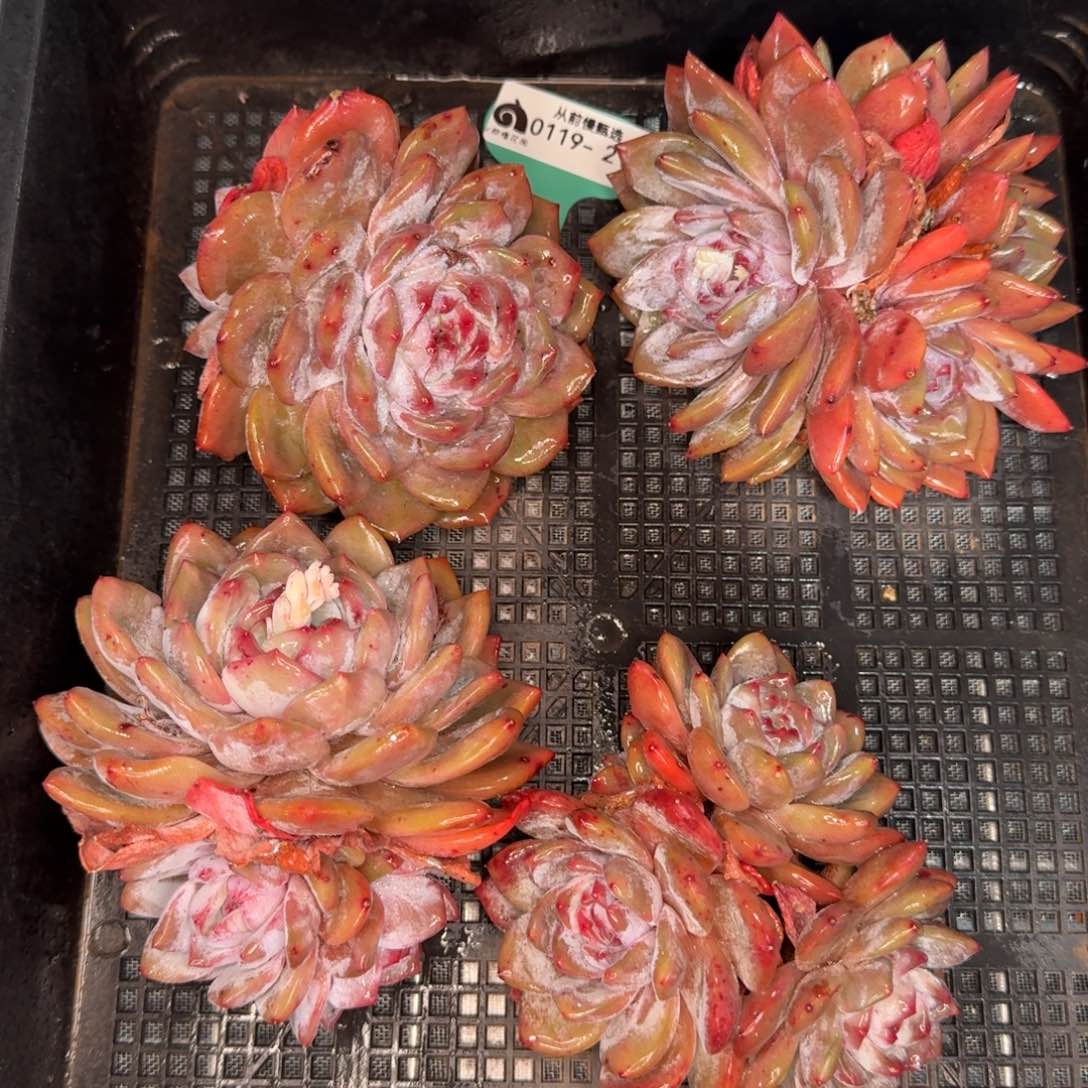 从前慢多肉编号0119-210