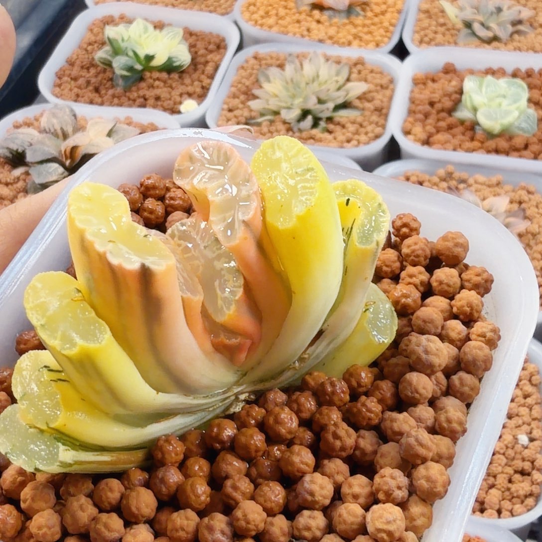 无花朵十二卷实生玉扇锦糊班