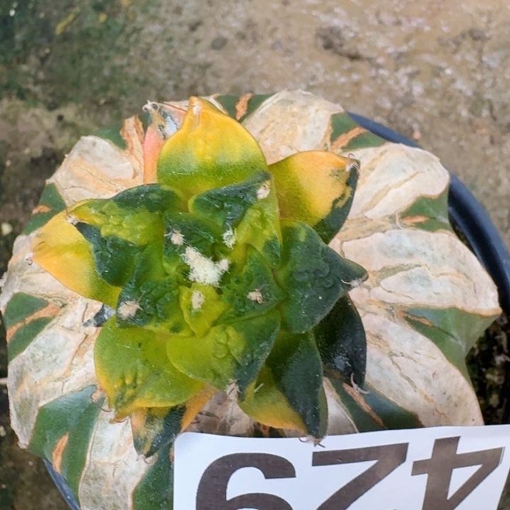 无花朵泰***行429龟甲牡丹锦五号东七