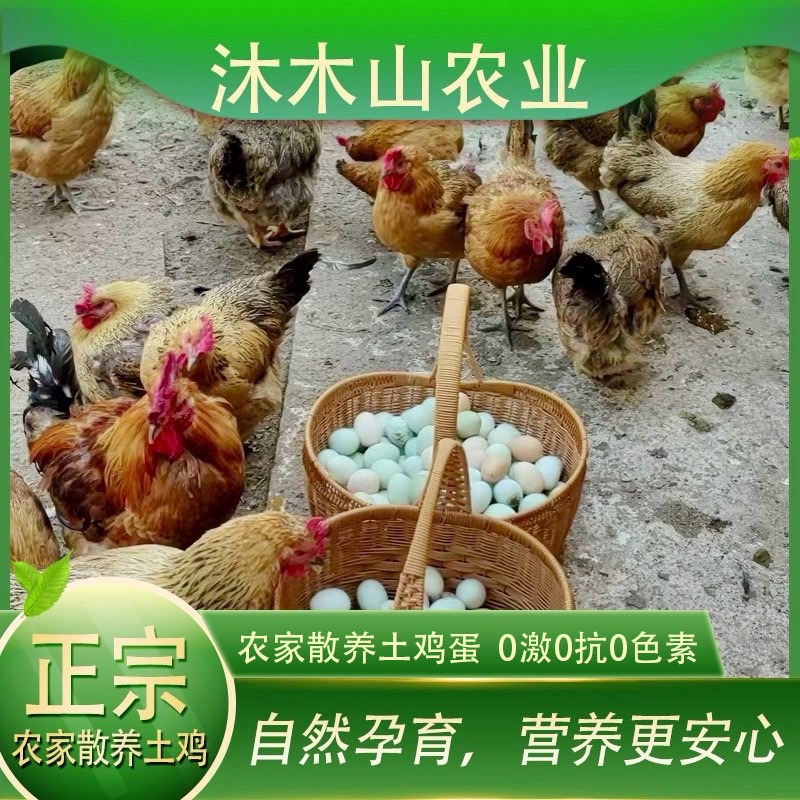 【顺丰包邮 破损包赔】正宗农家散养土鸡蛋原产地新鲜发货