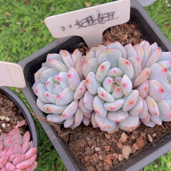 健健康康平平安安