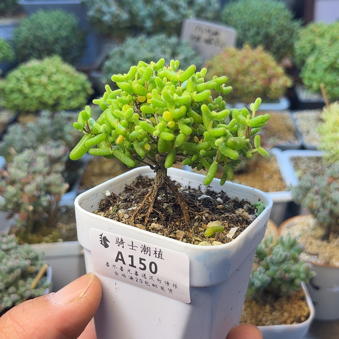 150金桔糖球提根枝干番杏