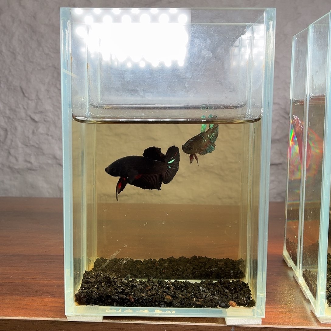 斗鱼黑光将军公鱼