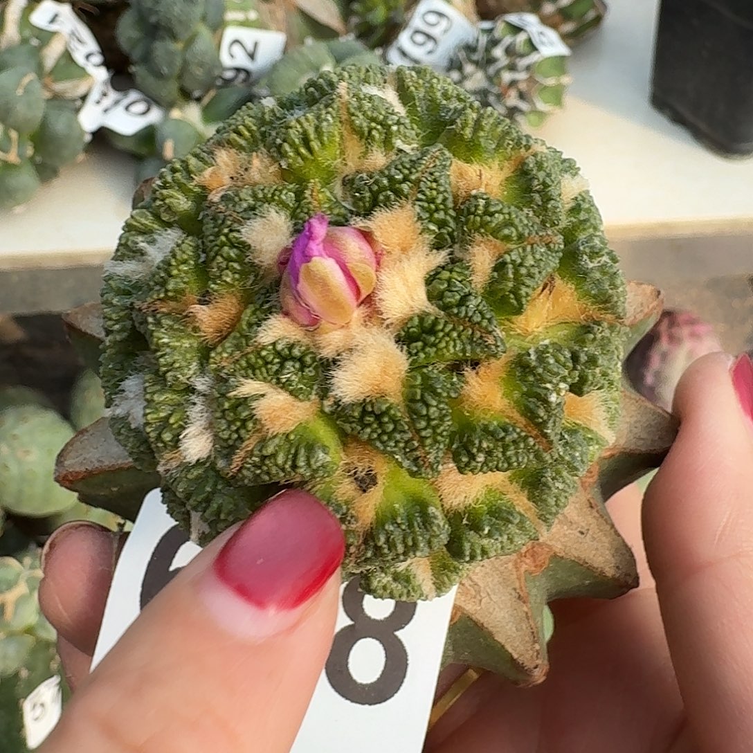 无花朵颗粒盾牌大尤黑锦628