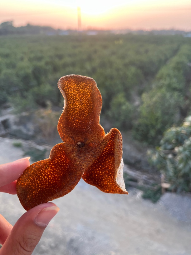 2022新会七堡大红皮