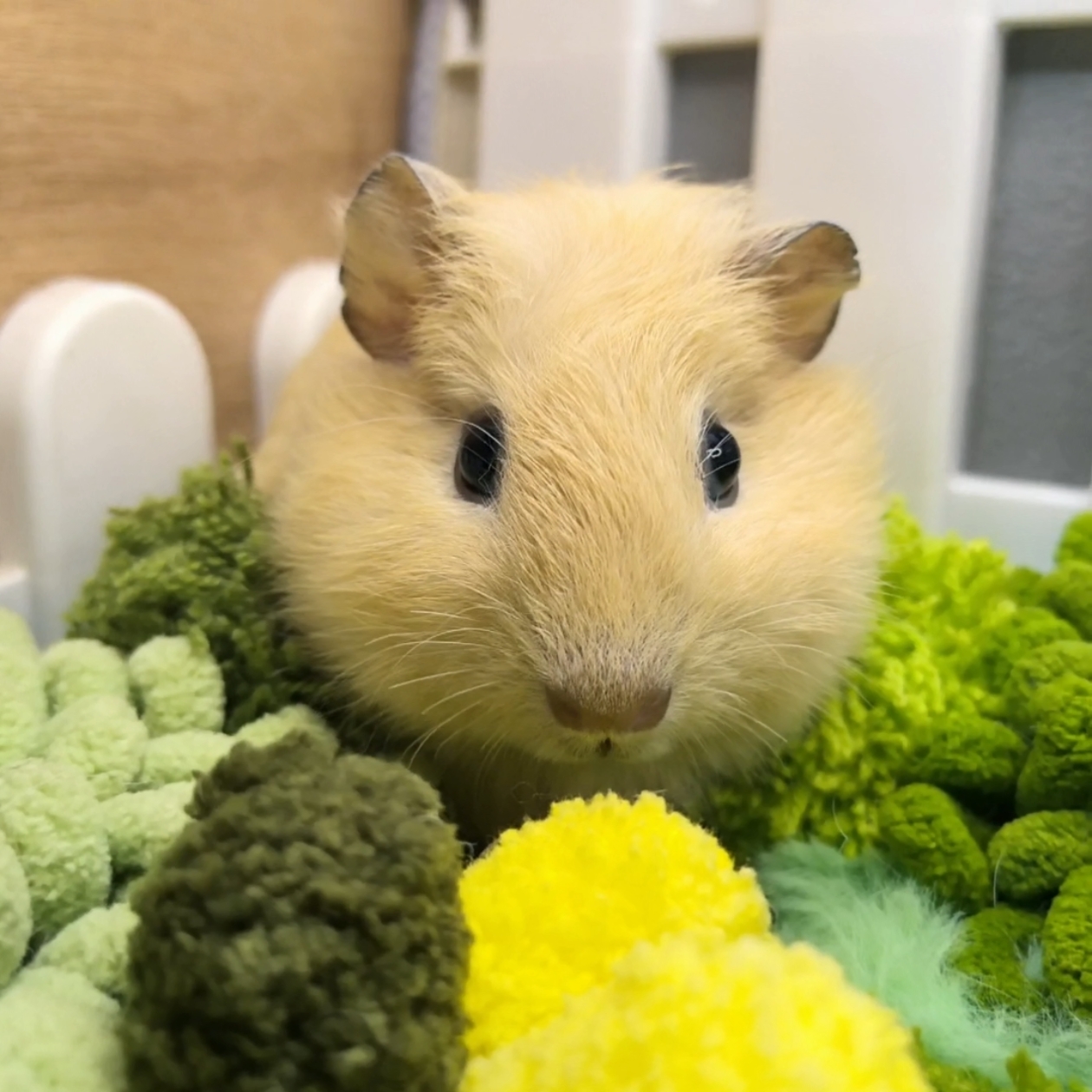 加州妹妹，不确定是否发色（咖色）一物一拍包邮包活