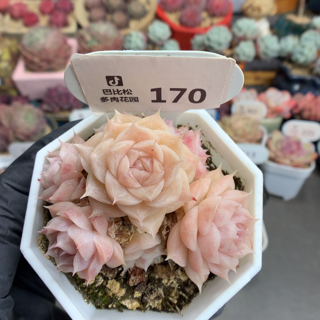 170 粉女王麦杆群