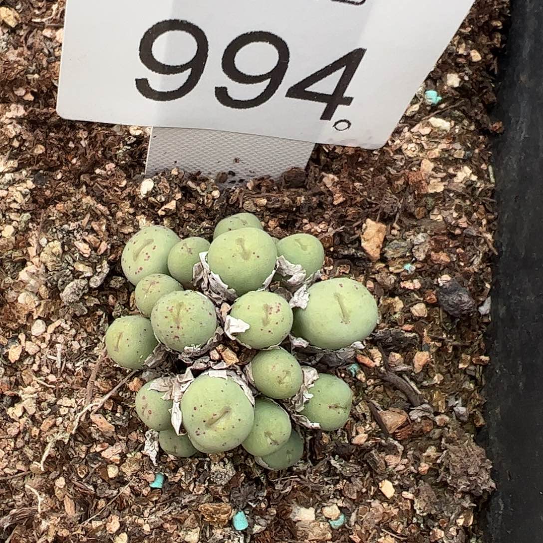 一物一拍。        994