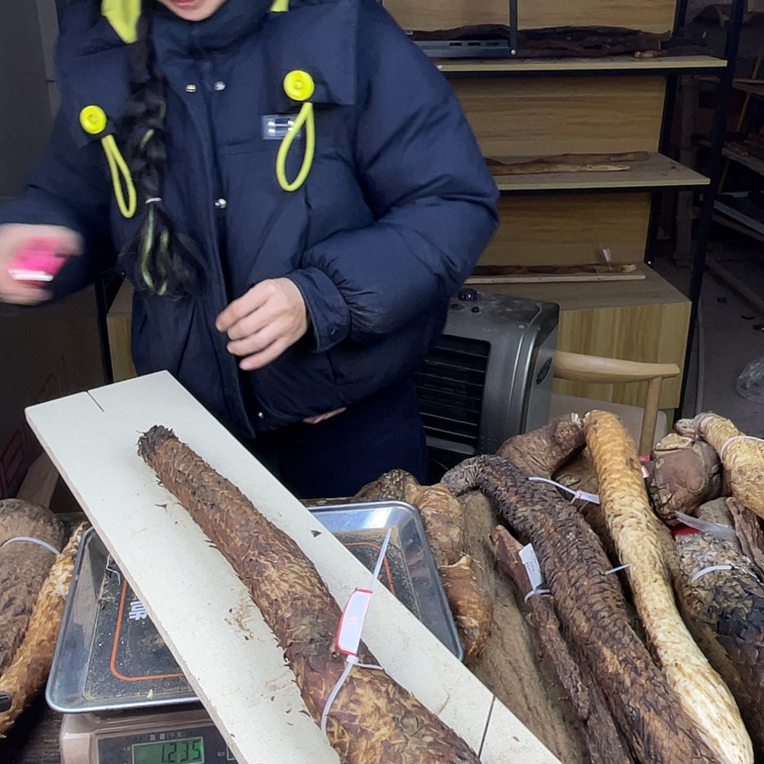 中国大陆1200克60厘米