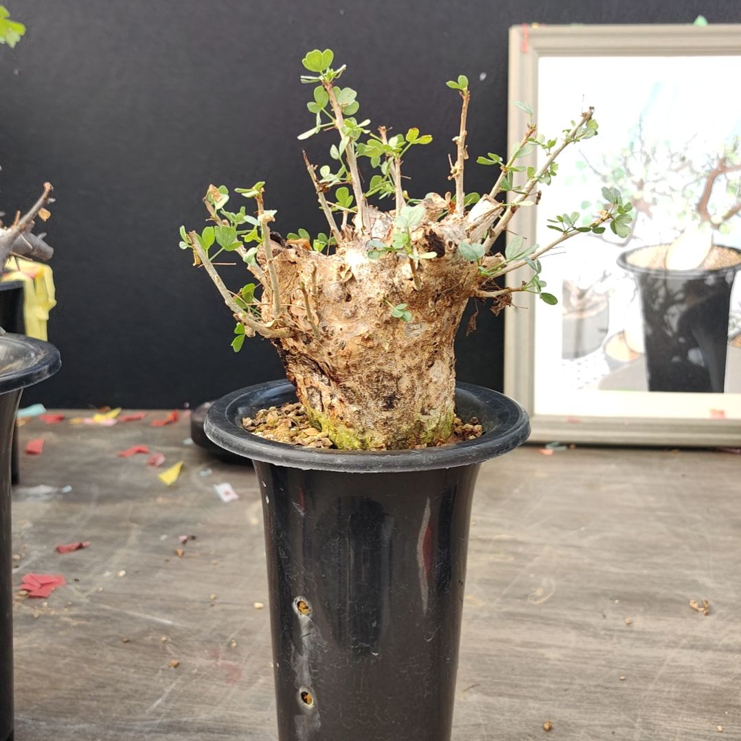 om橄榄熟桩可寄养