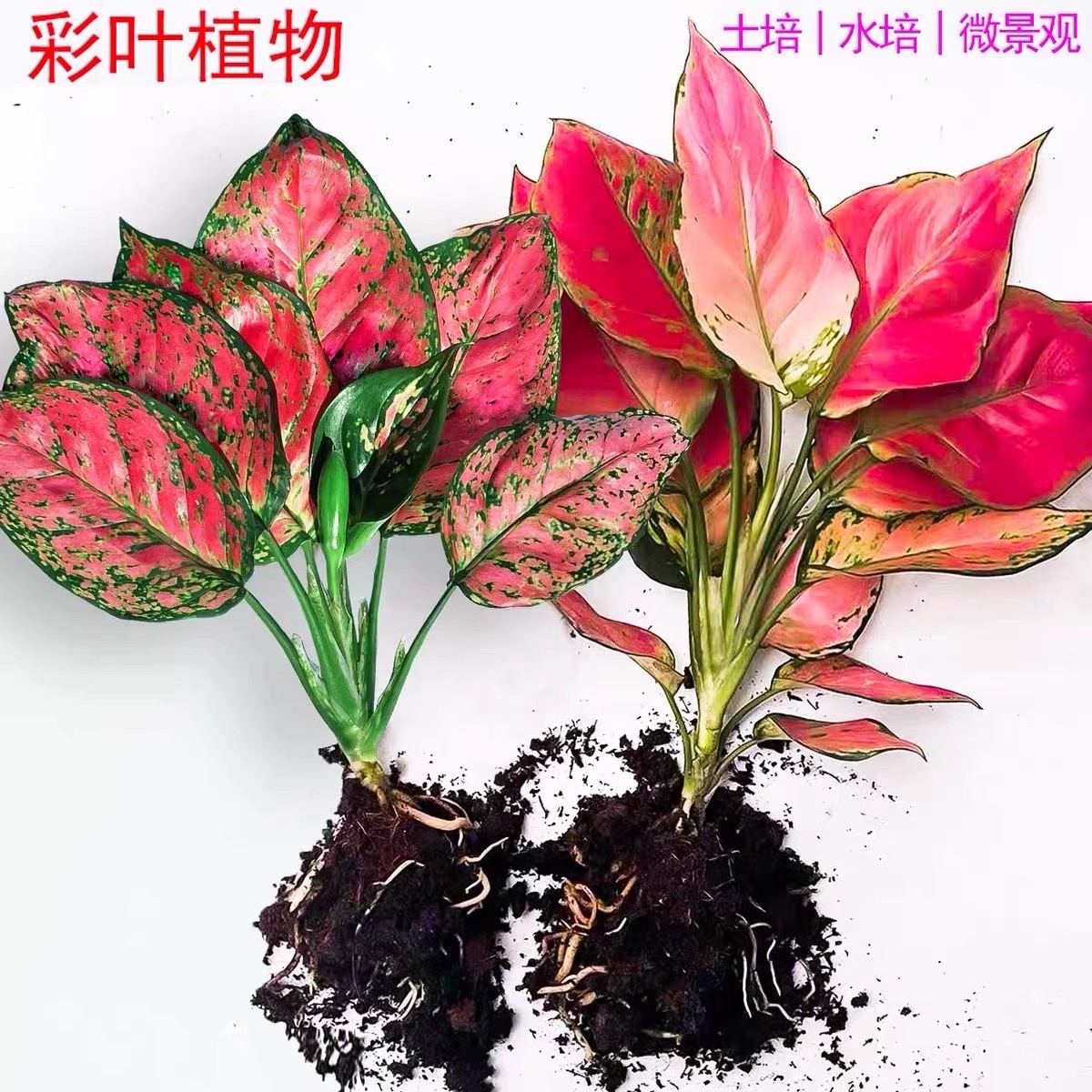 水培吉利红如意皇后室内花卉植物好养易活吸甲醛盆栽