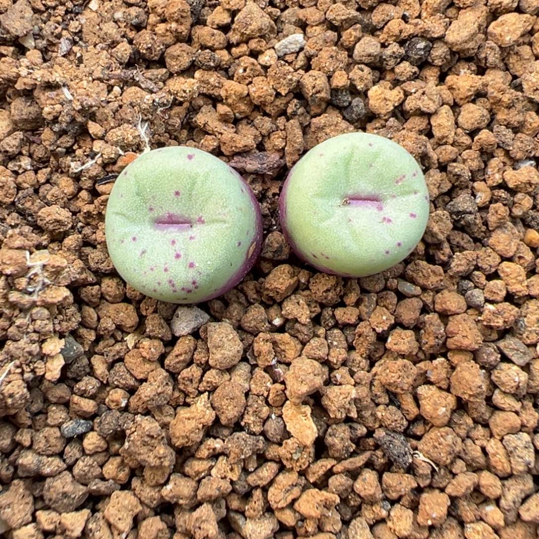 29-289肉锥多肉植物