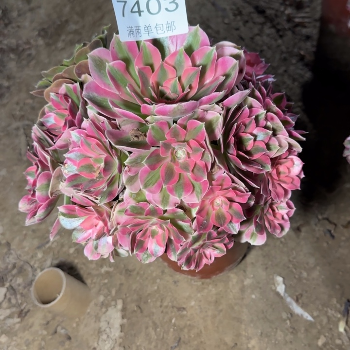 7403女巫多肉植物