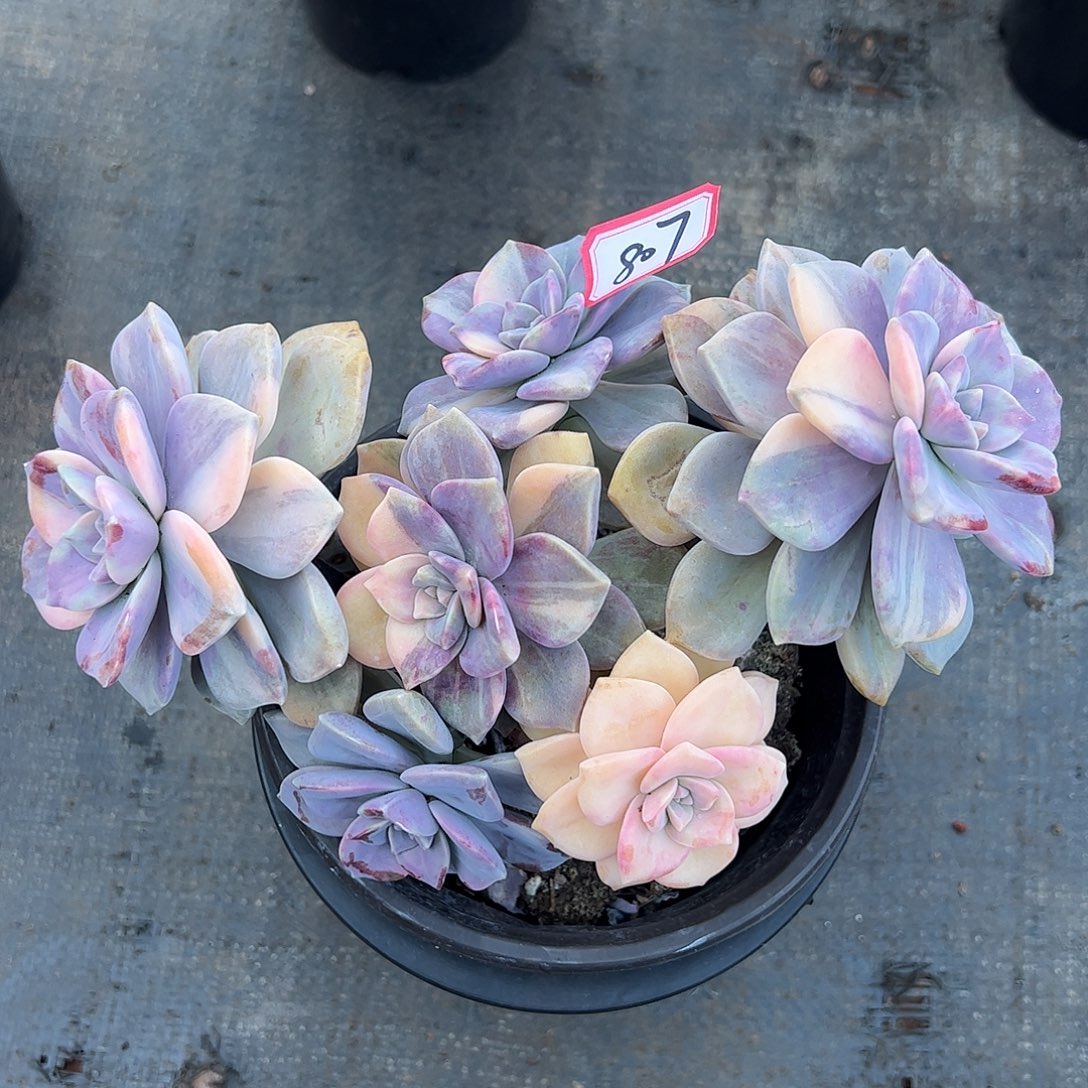 807紫乐锦，一物一拍