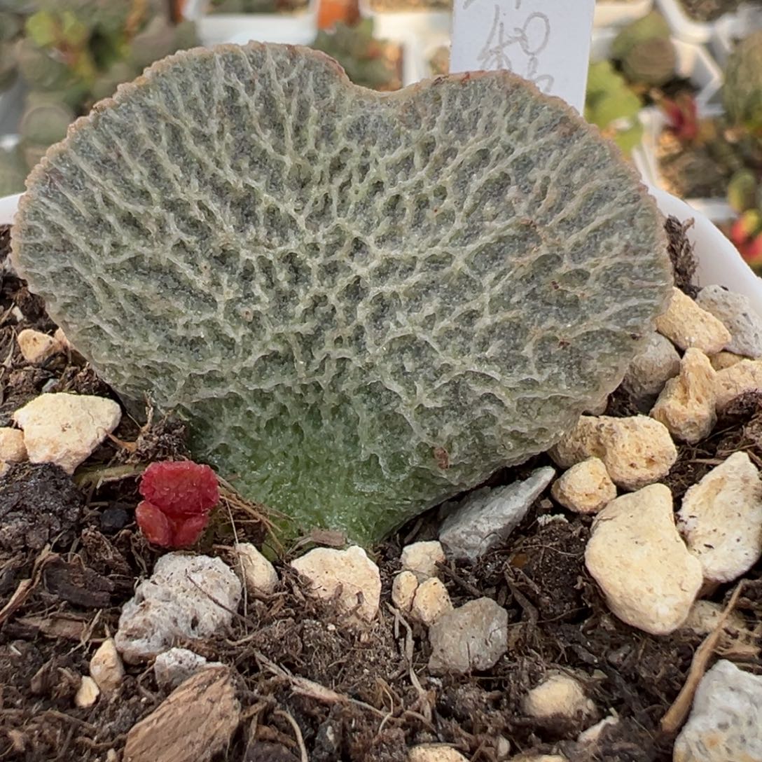 和路雪大苗多肉植物水泡多肉植物