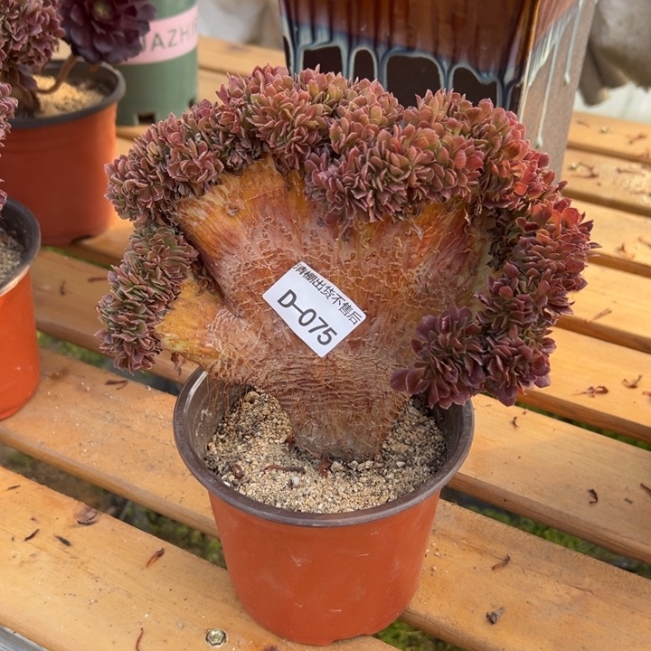 075 玫瑰缀宽22公分不售后