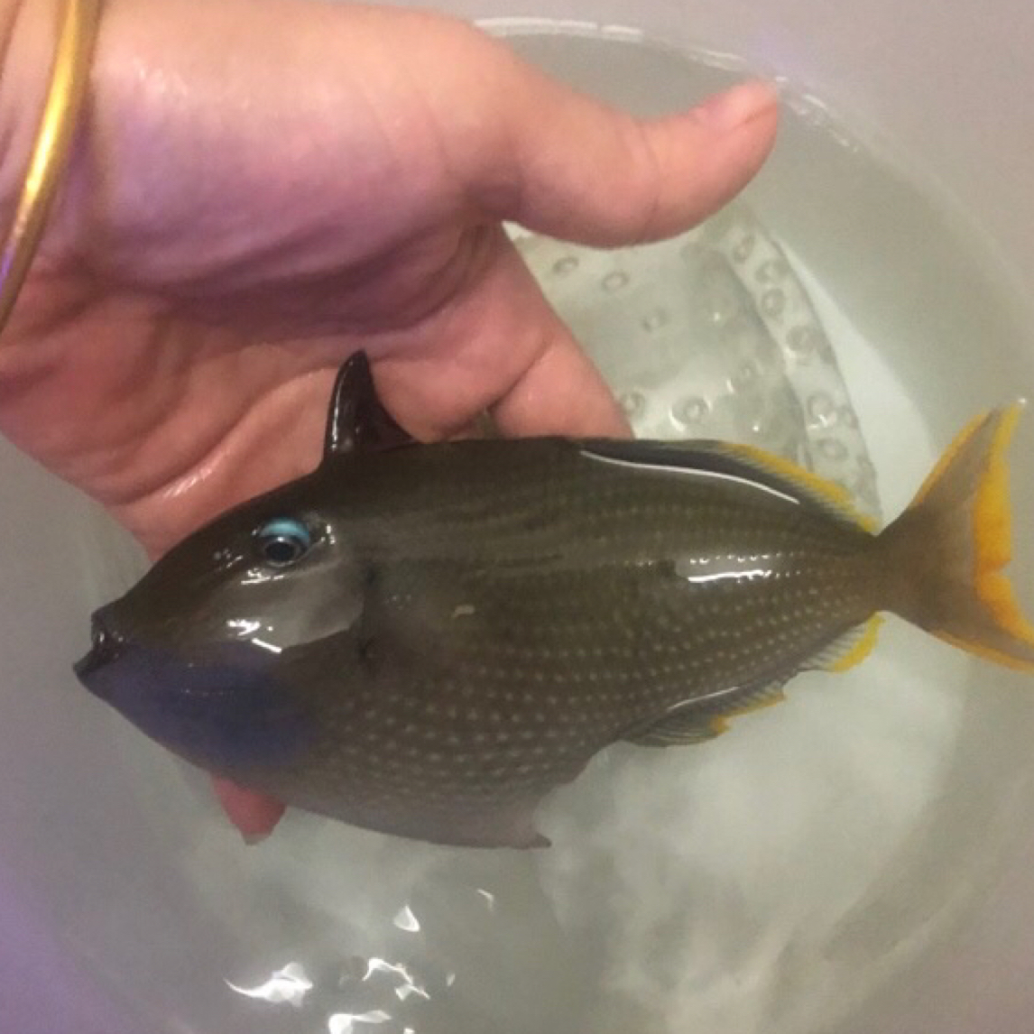 海水观赏鱼蓝面炮弹公母水族箱宠物已检疫顺丰空运