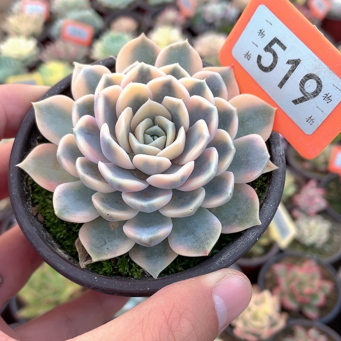汉堡锦519号多肉植物