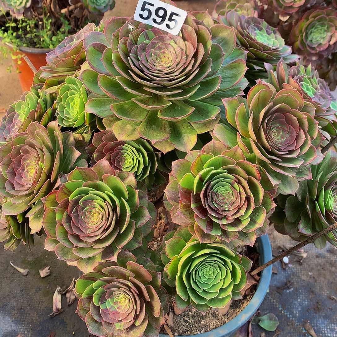 下****福多肉花月夜595.000000