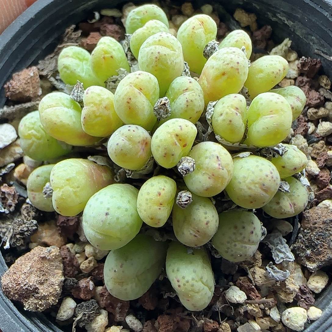 脱土年后发货23989